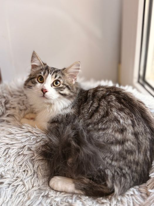 Шикарний молодий котик  шукає родину, безкоштовно