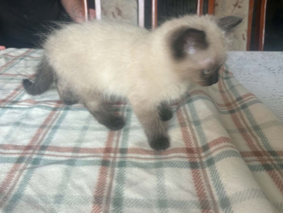 Ragdoll śliczny kocurek