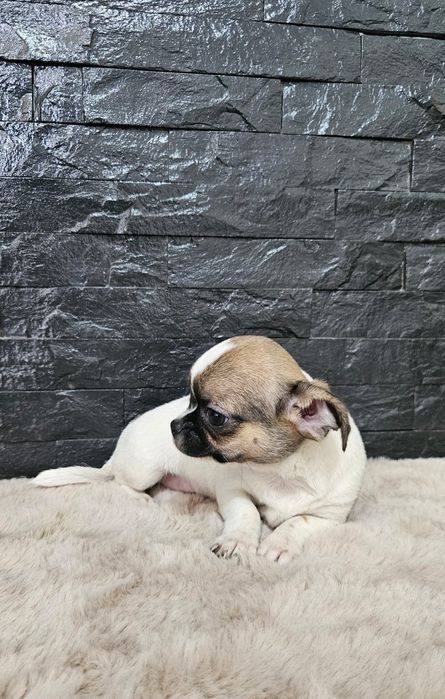 Chihuahua macho mini