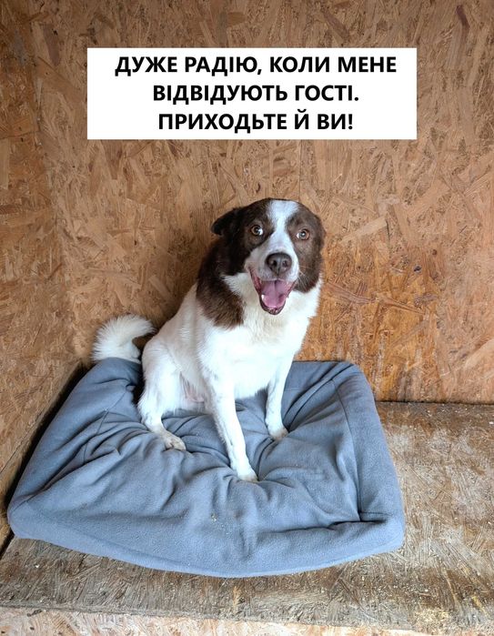 Собака в добрі руки (хлопчик, спокійний, вакцинований, не на ланцюг)