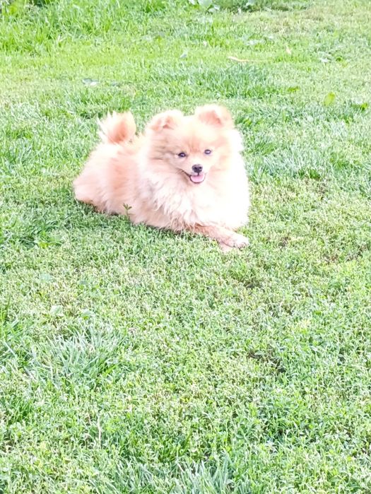 Хлопчик 8 міс шпіц