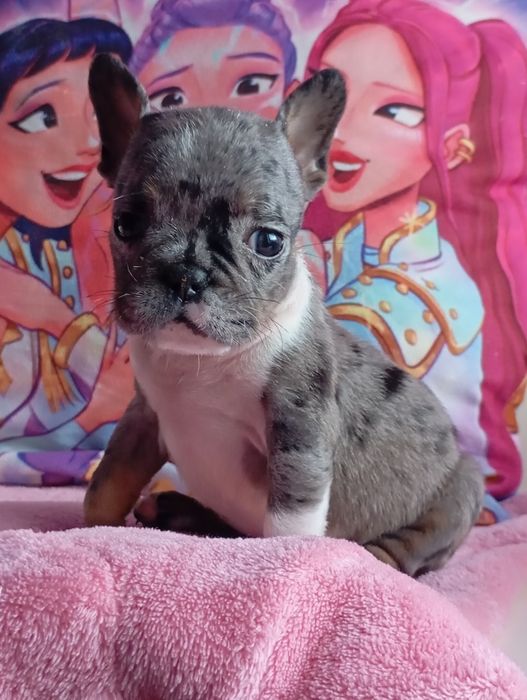 Девочка мерлешечка