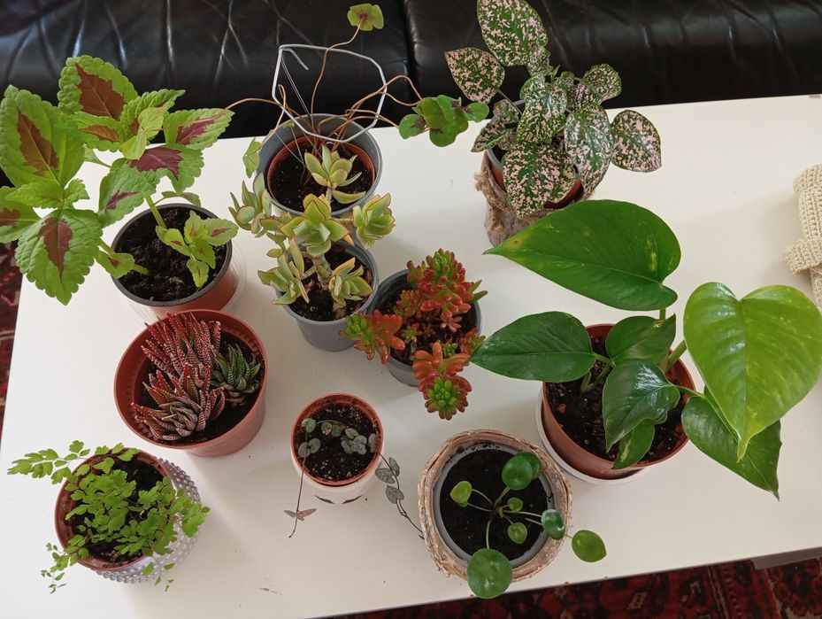 Plantas naturais 5 euros