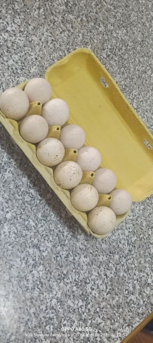 Ovos de perua galados