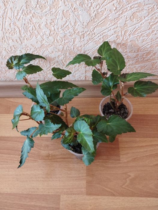 бегония махровая,ампельная