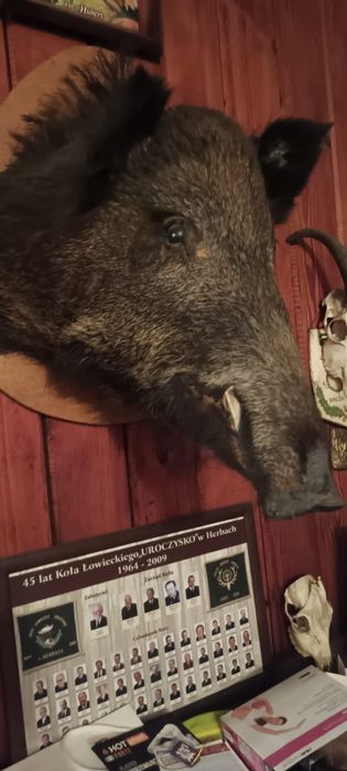 Głowa dzika łeb trofeum