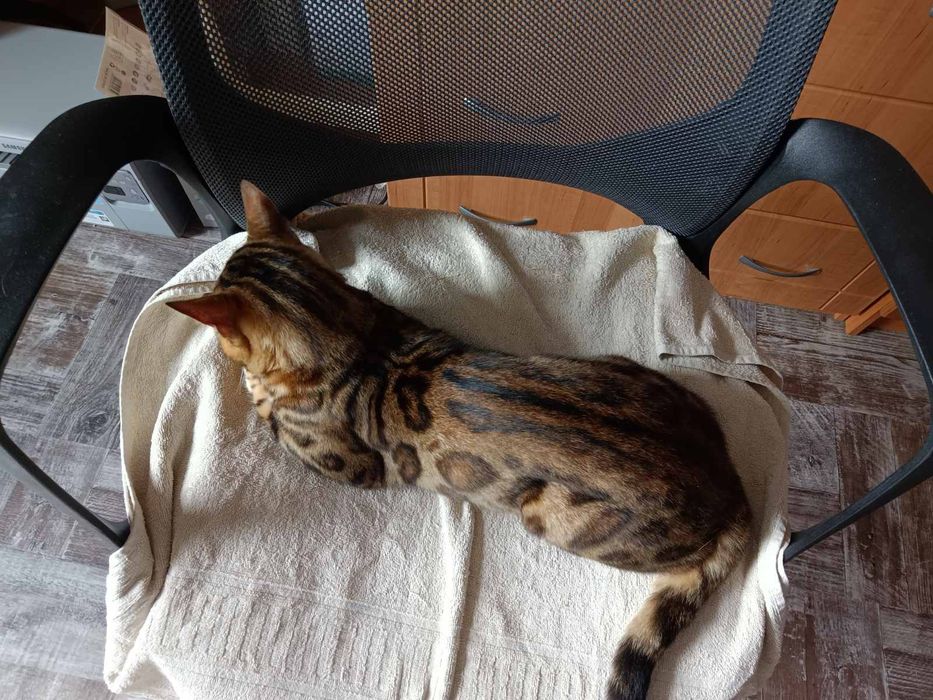 Продам бенгальского кота ,(бенгальський кіт)