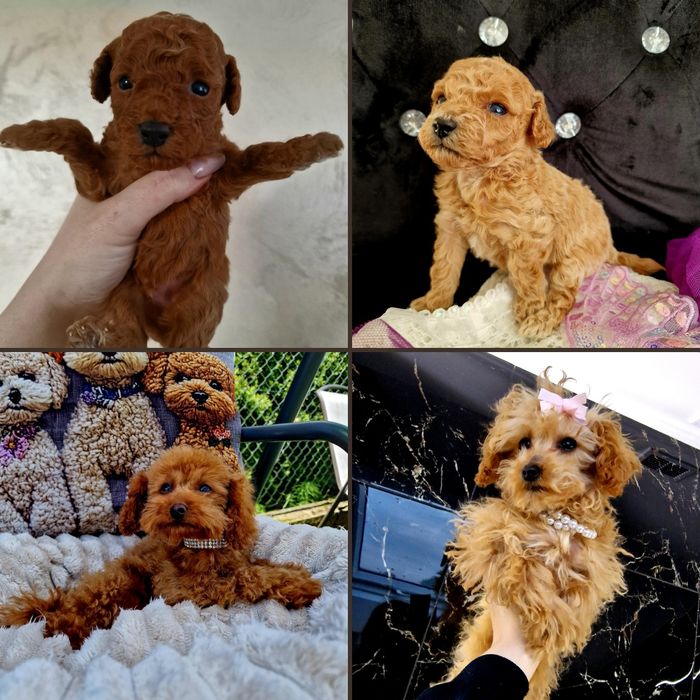Pudelki toy sunia I chlopiec podchowane maluszki