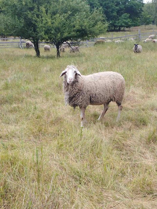 Мериноландшаф ЖИТОМИР Вівці Баран Вівцематки Овцы