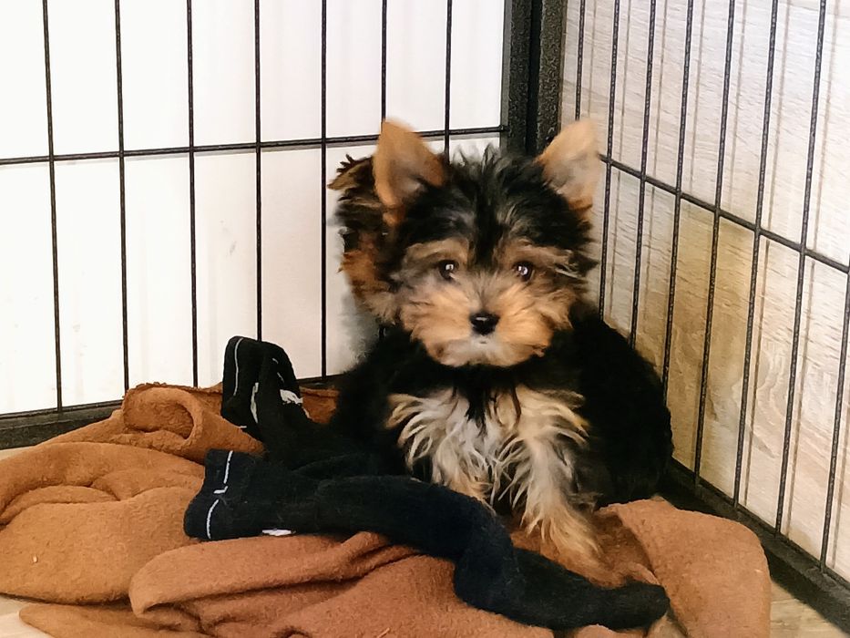 Yorkshire terrier