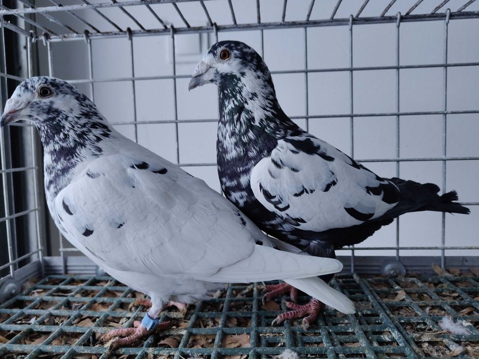 Tygrysy / czarne mulemansy gołębie pocztowe para