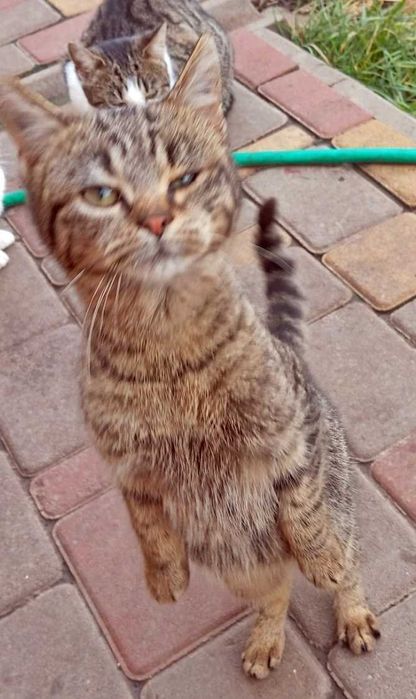 Котенок,  кошка,  Стерилизована!!!