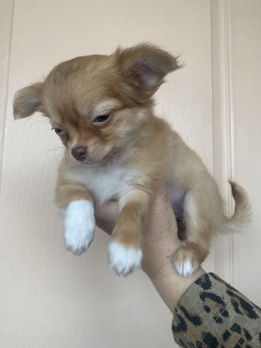 Дівчинка чихуахуа