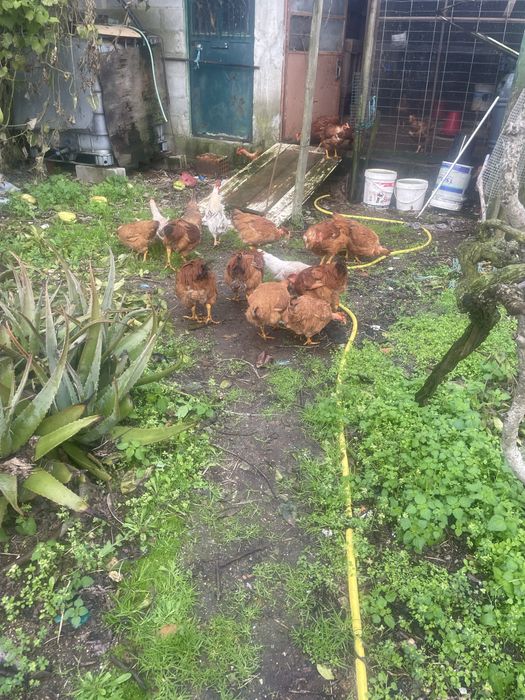 Frangos vermelhos novos