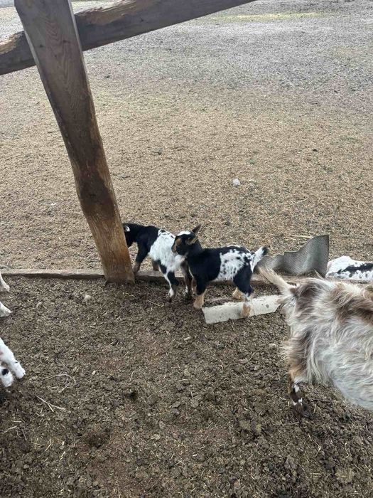 Камерунский козы карлики гномы