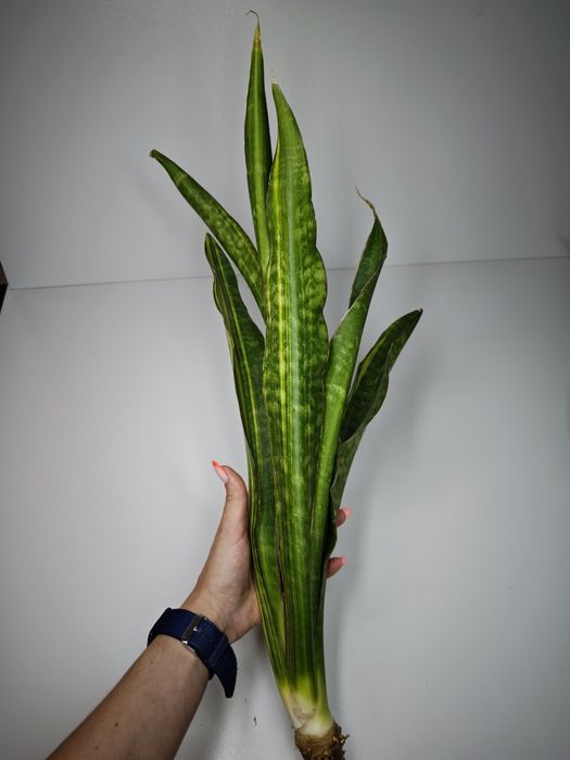 Sansevieria Dragon Fly var