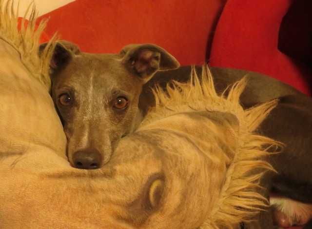 Chart Angielski Whippet, błękitno-płowy piesek