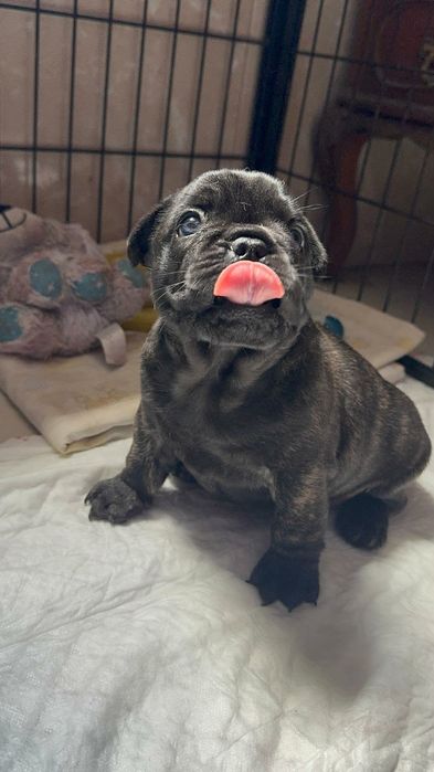 Bulldog Francês macho top