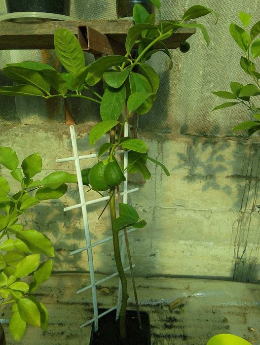 лимони, інжир,саженці