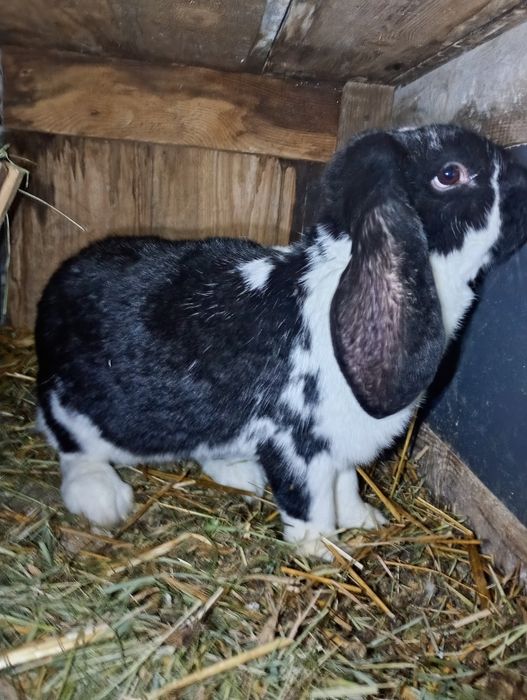 Samica Barana Francuskiego