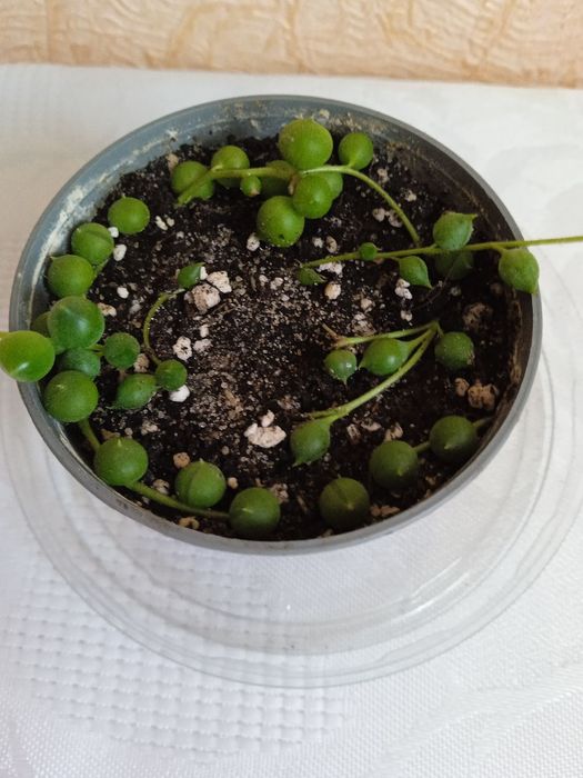 Хрестовик Роулі, Сенеціо Роулі, Senecio rowleyanus