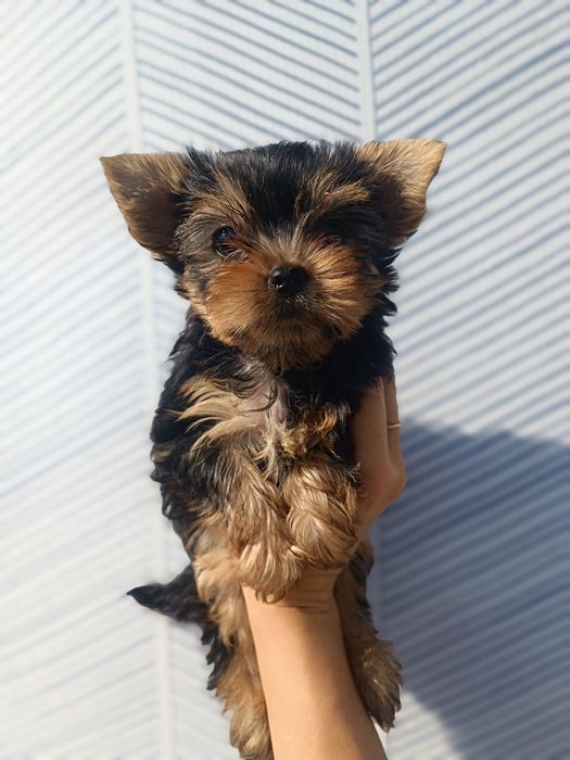 Мальчишки и девченка Йорки