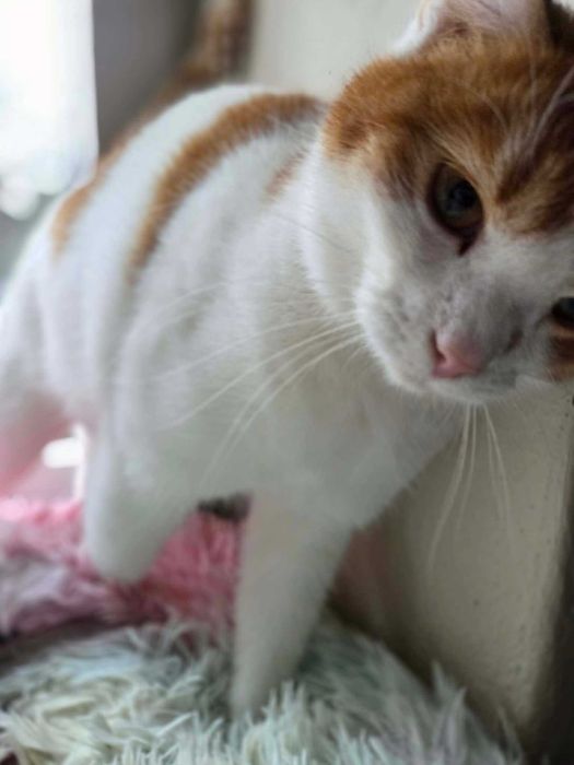 Kotka Melania szuka domu