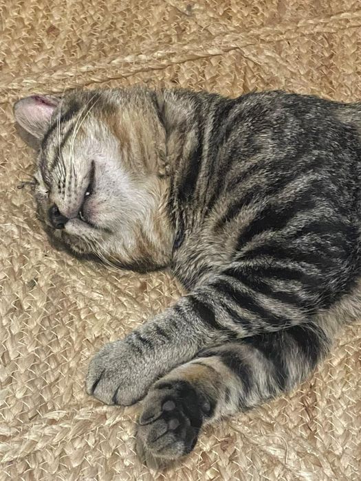 Gato macho para adoção