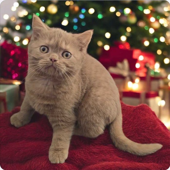 British Shorthair cinnamon fêmea com Lop