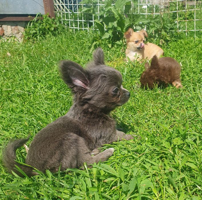 Голубой мальчик чихуахуа