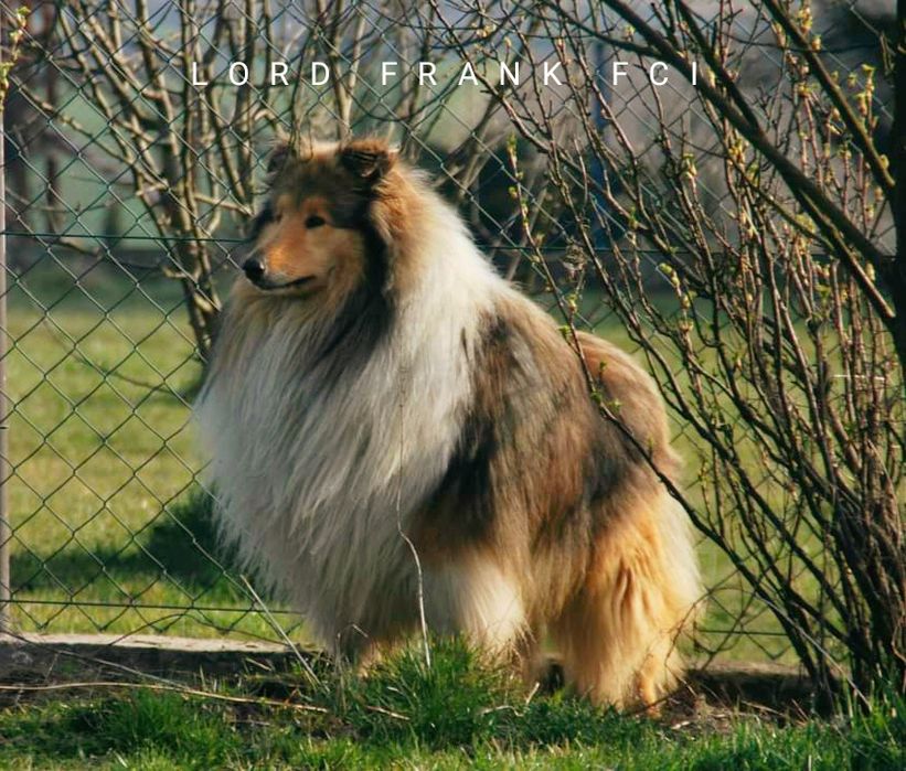 Owczarek szkocki collie ZKwP FCI