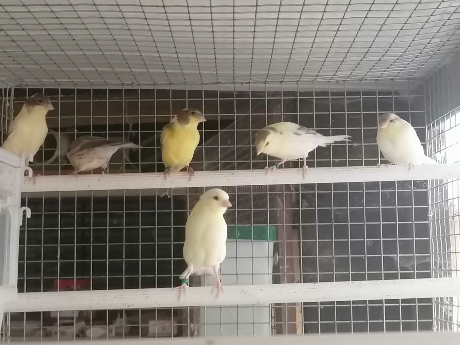 Canários deste ano para venda em lotes ou unidade.