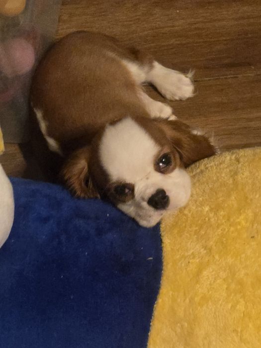 Cavalier king charles spaniel - uroczy