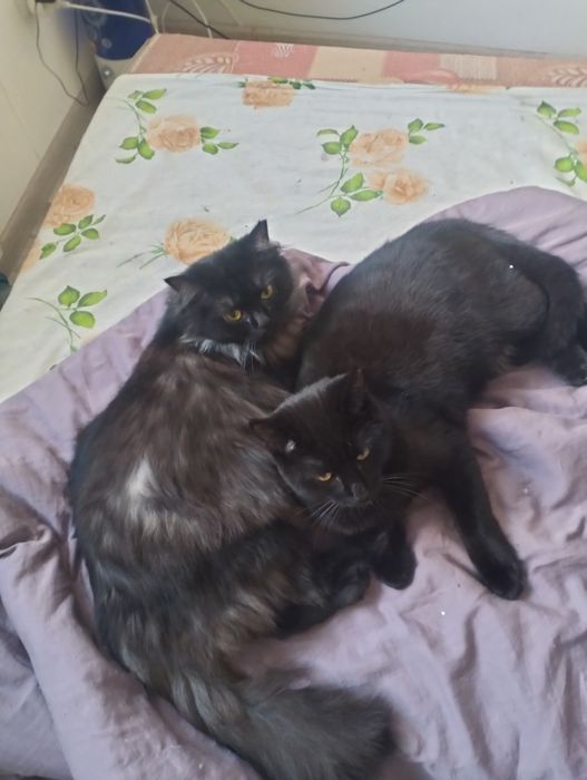 Стерилізовані кішка і котик шукають родини