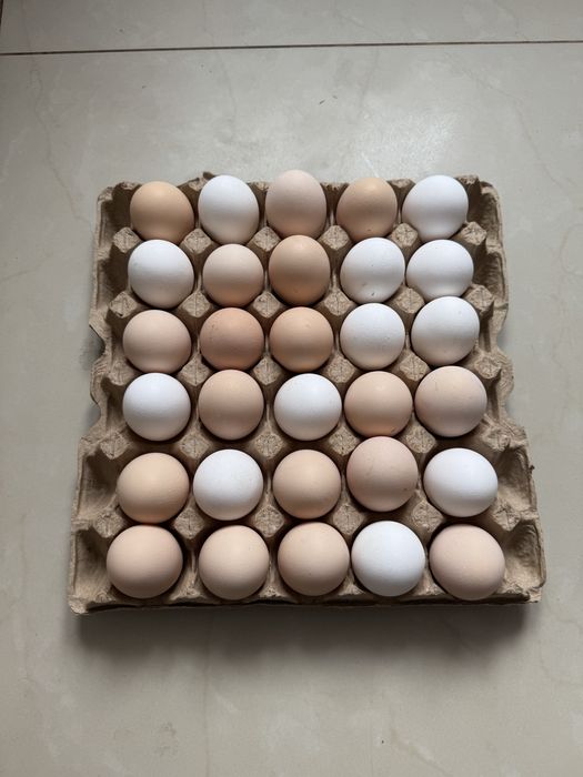 ŚWIEŻE JAJKA prosto z gospodarstwa