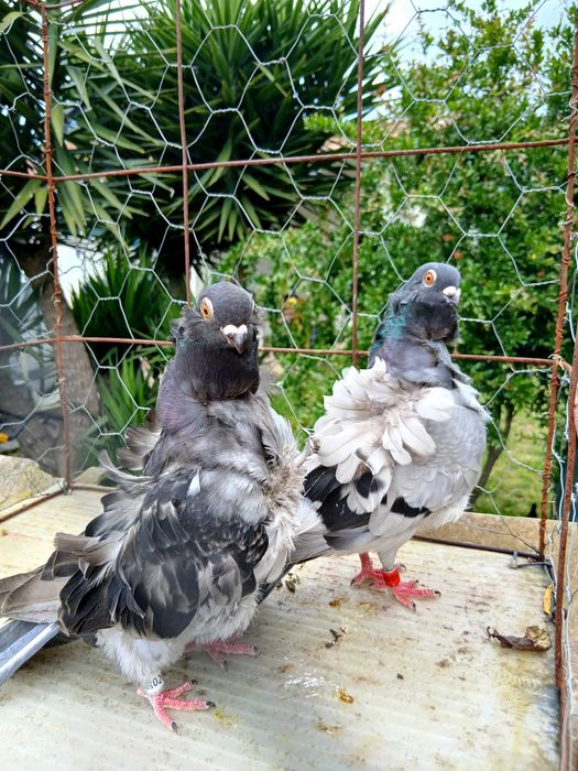 Pombos chorreras