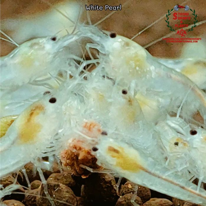 Krewetki Neocaridina White Pearl woda kranowa ZAMIANA GRATIS PROMOCJA