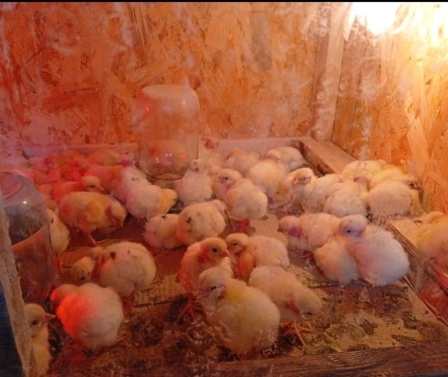 Інкубаційне яйце долматинець та голошия крапчаста