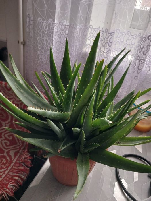 Алоє,паростки...