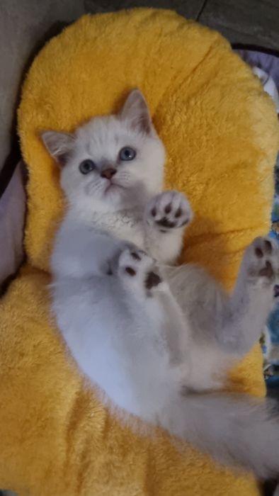 Шотландский  котик