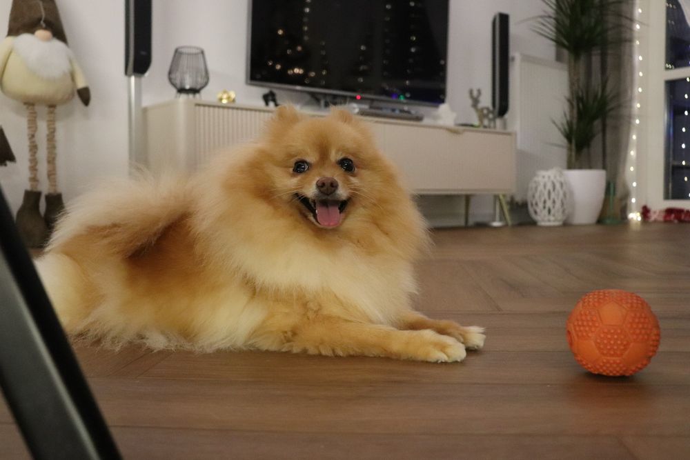 Pomeranian, szpic miniaturowy, rodowód