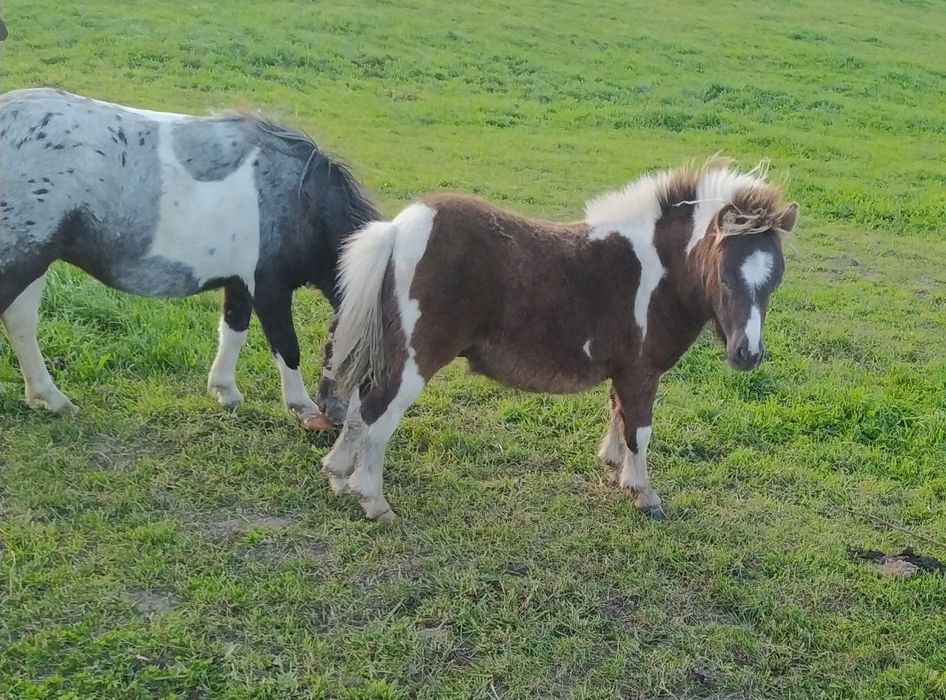 Kucyki Szetlandy młodzież