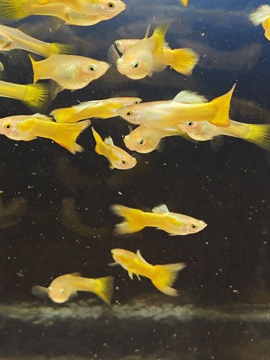 Guppies de Linhagem Disponíveis
