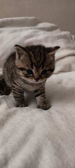 Шотландські кошенята