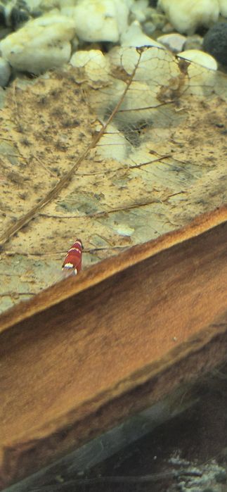 Krewetki Super cristal red neocaridina