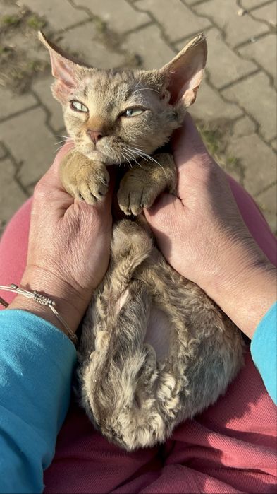 Slodki kocurek Devon Rex