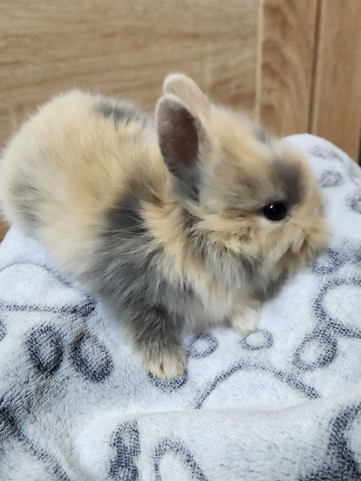 Карликові (декоративні) кролики