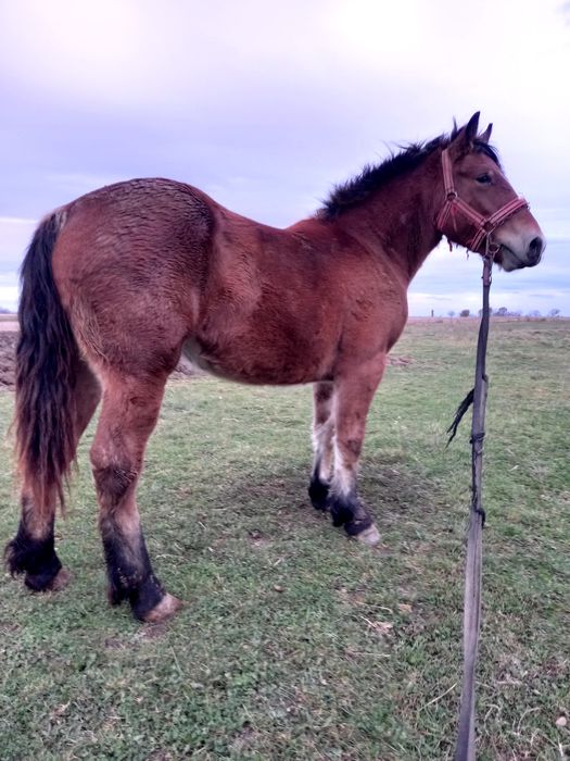 Продається лошичка