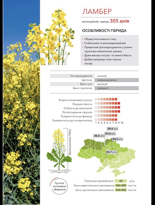 Насіння ріпаку озимого ламбер