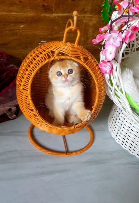 Ласковые лапочки, котята золотая шиншилла.